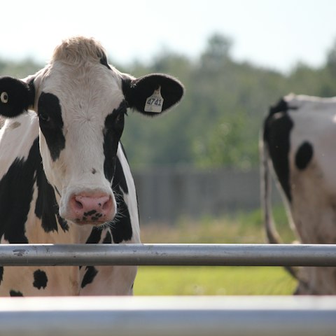 Vache Holstein au pré