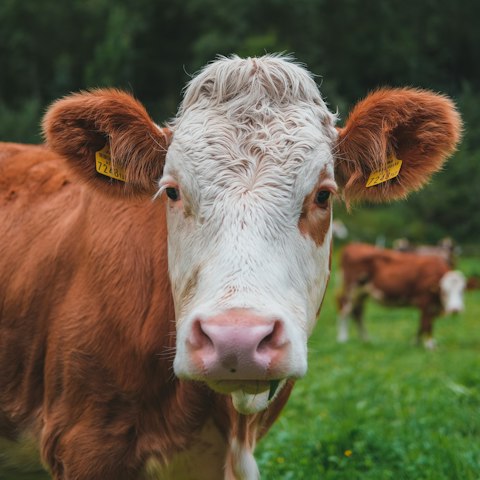 Vache montbéliarde dans l'herbe