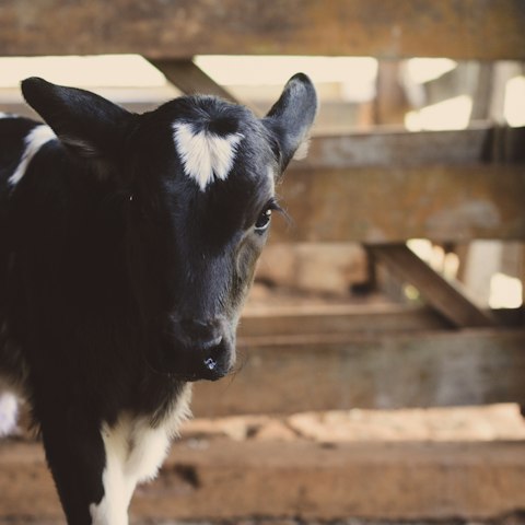 Jeune veau