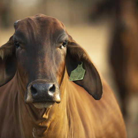 Vache de race locale